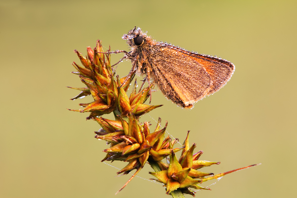 Small Skipper 8